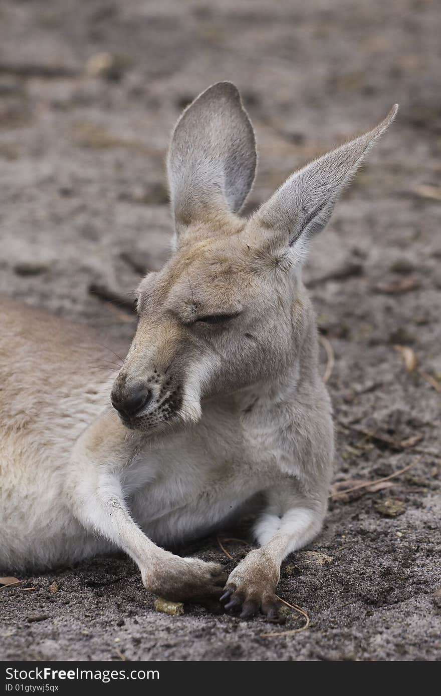 Kangaroo