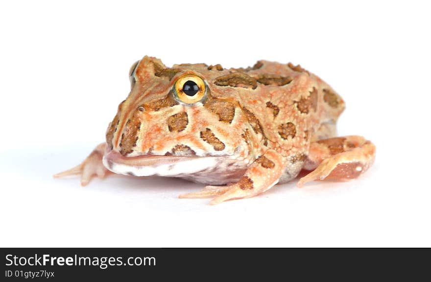 Toad on white