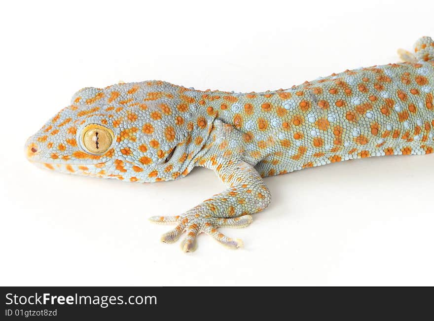 Gecko