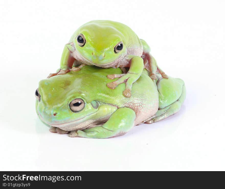 Two green tree frogs