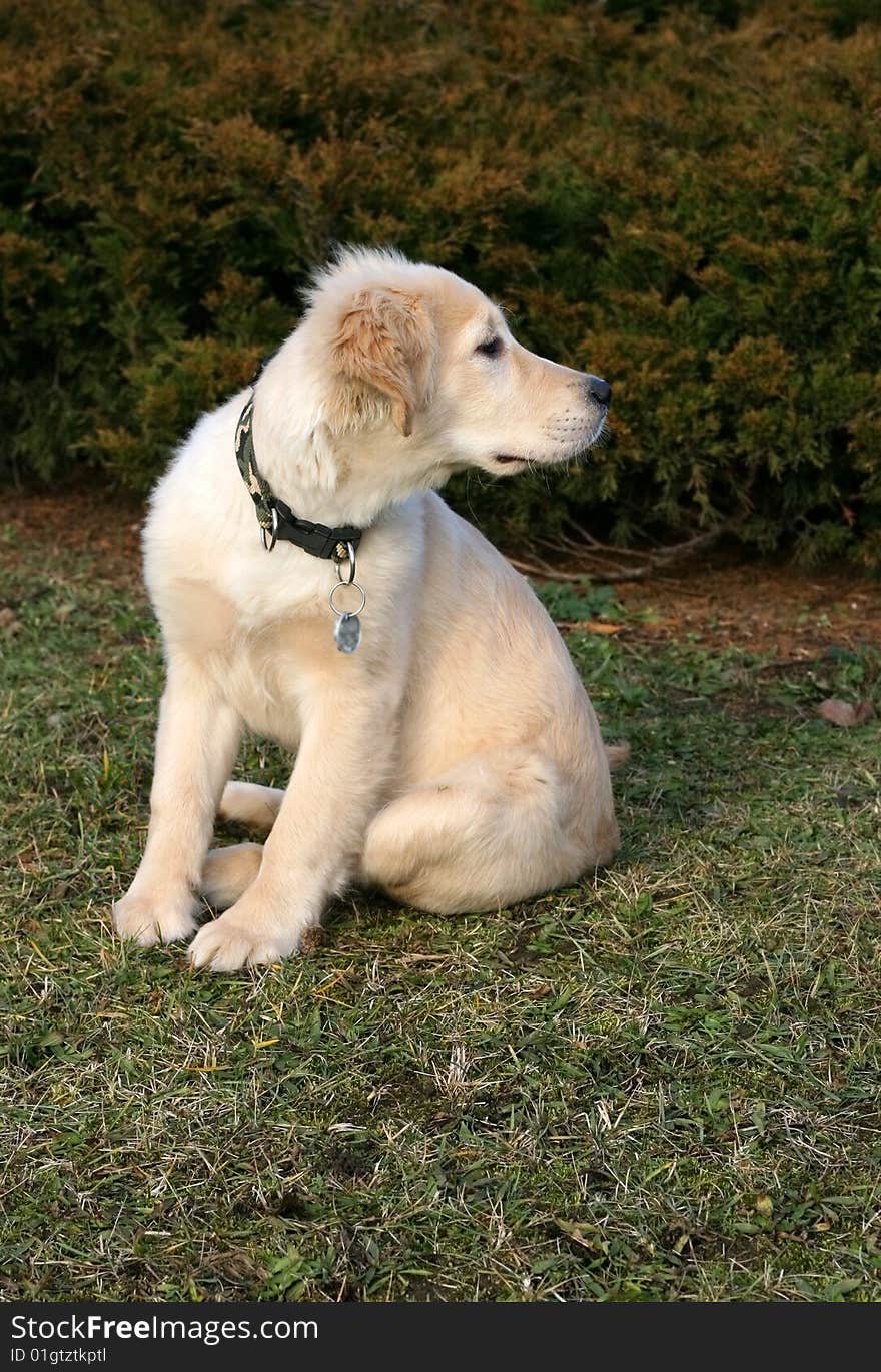 Golden Retriever Puppy Watching