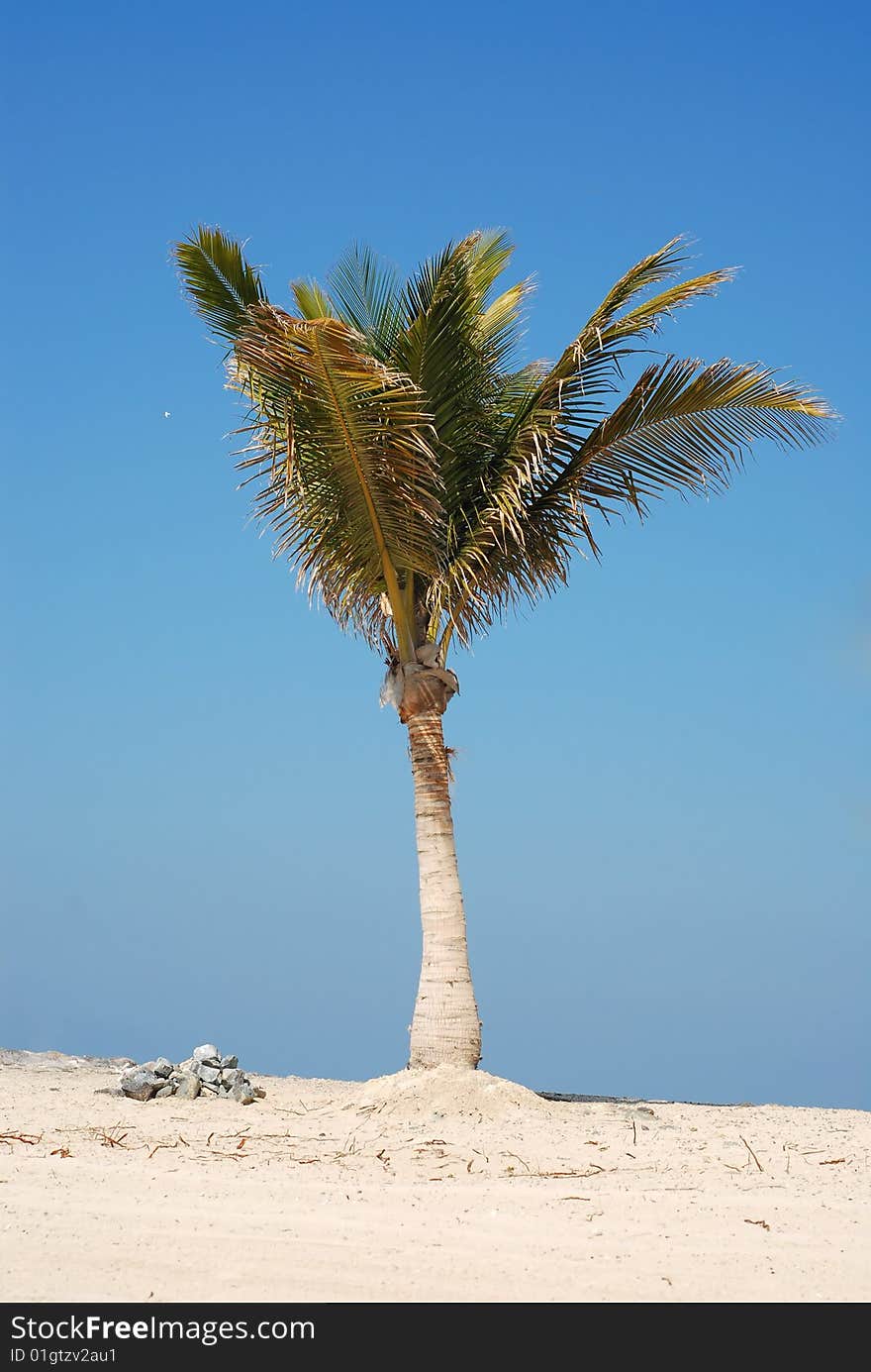 Palm On The Beach