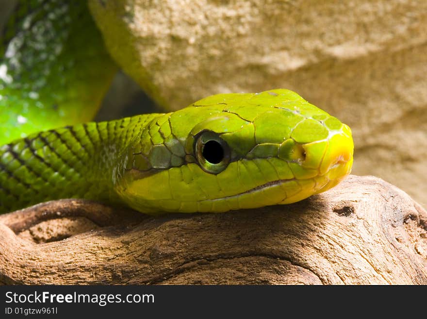 Red Tailed Racer (Gonyosoma oxycephala) - detail of head