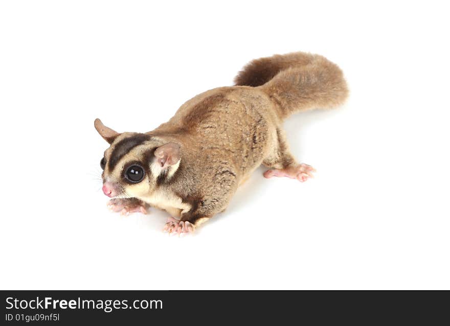 Sugar glider on white