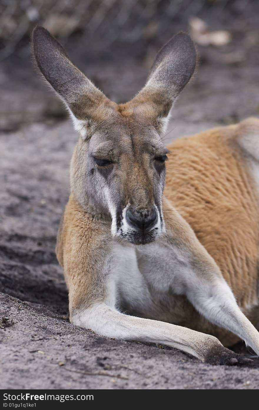 Kangaroo