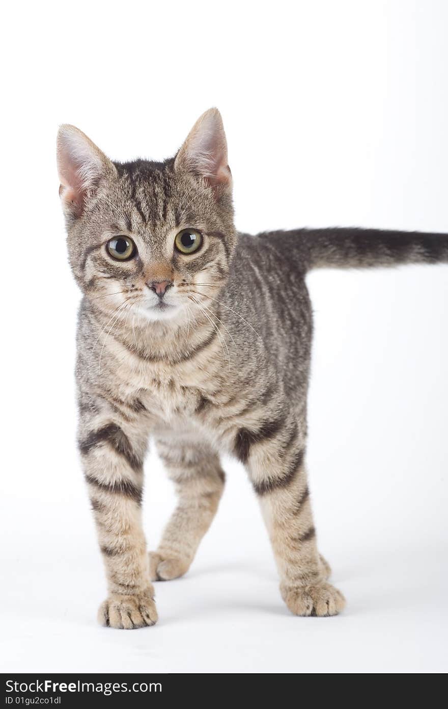 Standing striped kitten, isolated on white