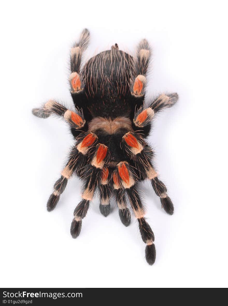 Tarantula