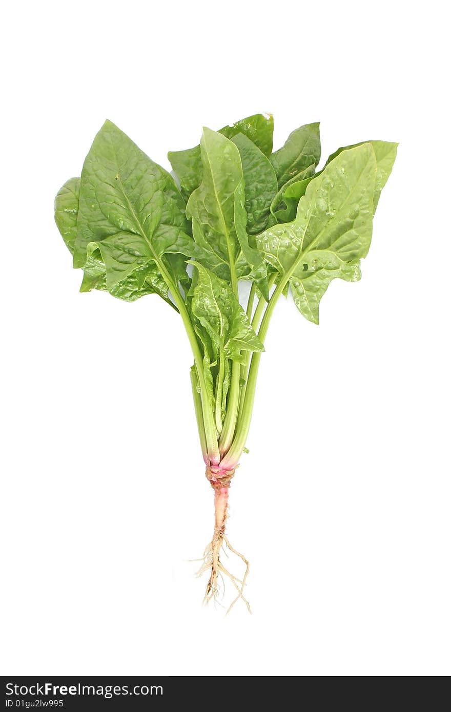 Fresh green spinach isolated on white background with water drops