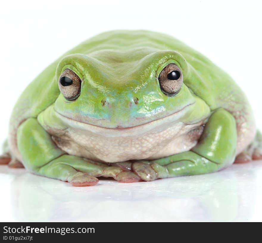 Frog