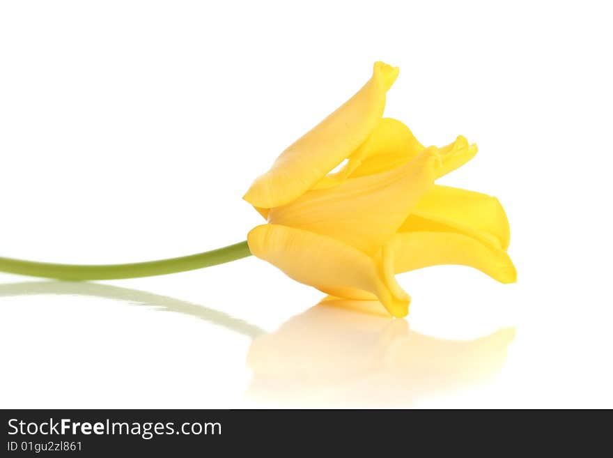 Yellow tulip