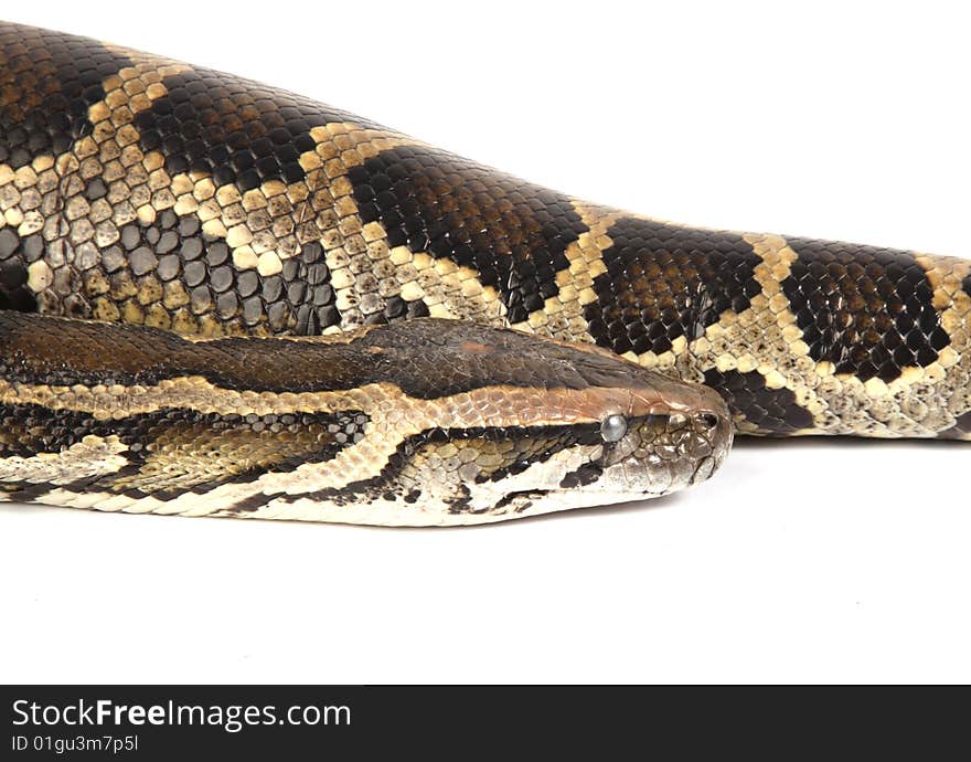 Burmese python