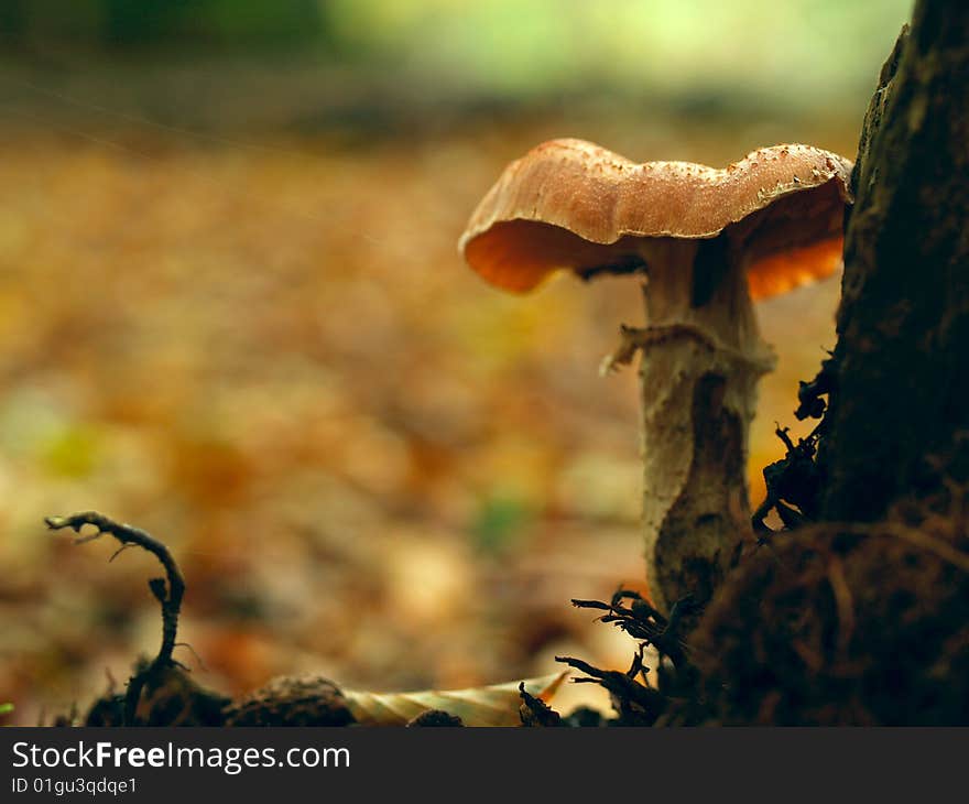 Beautiful toadstool nexht to a tree (shallow DOF)