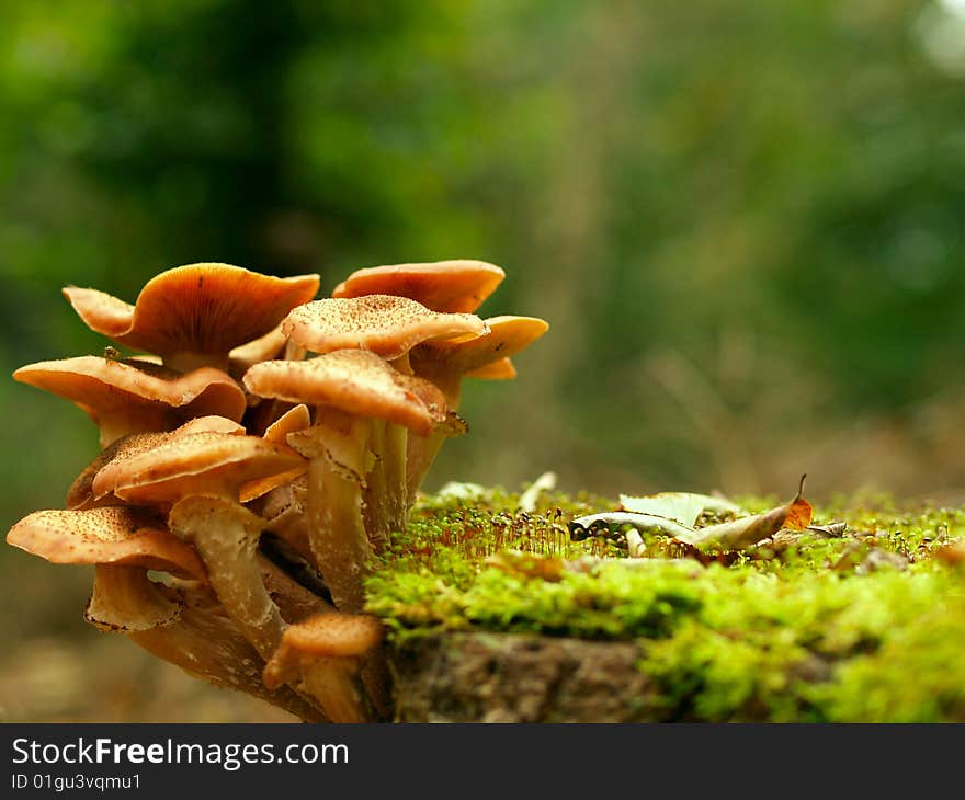 Beautiful toadstools around a tree with moss