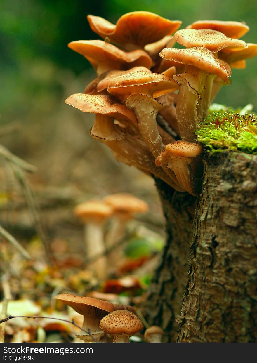 Beautiful toadstools around a tree with moss