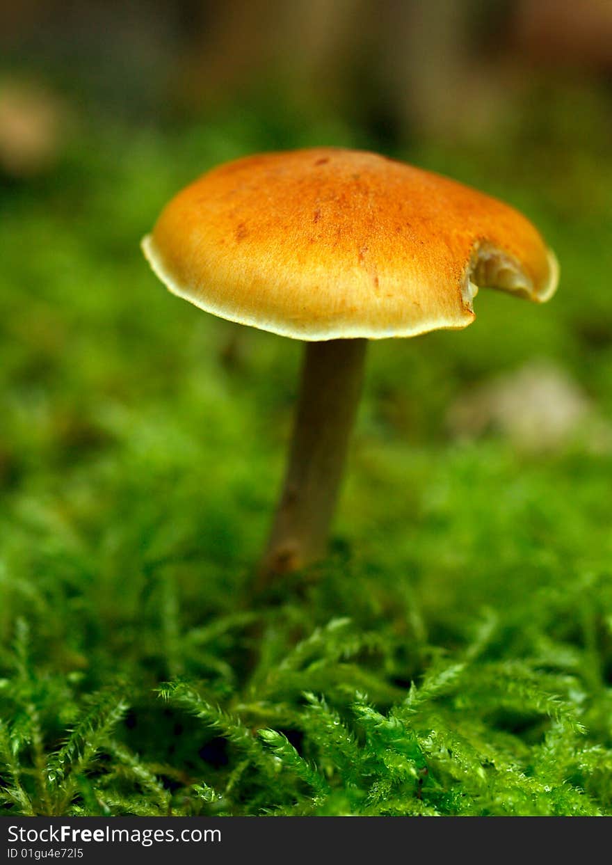 Beautiful toadstool on a a bed of moss (shallow DOF)