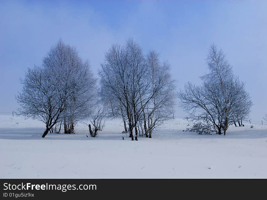 Winter landscape;Trees in winter on a background of blue sky