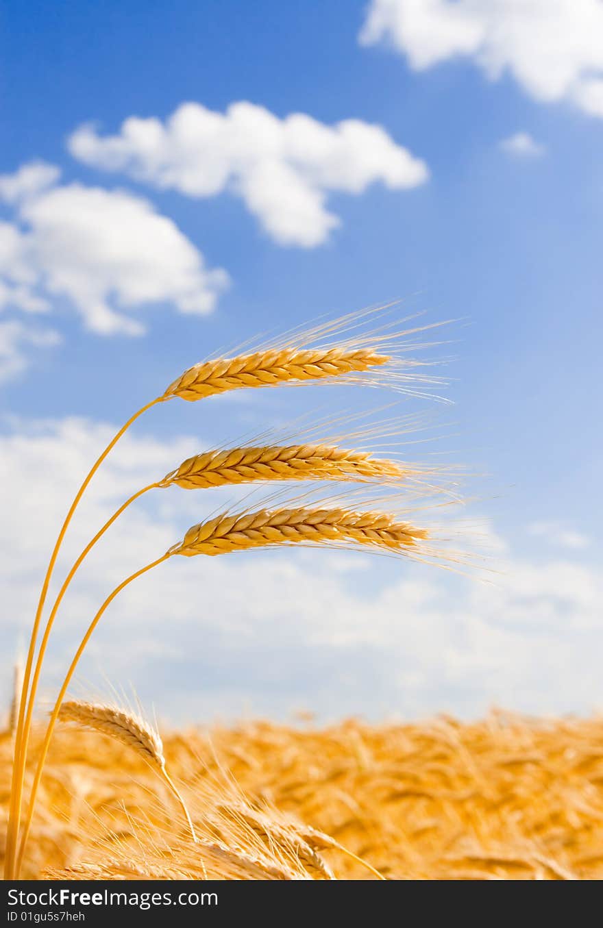 Wheat In The Blue Sky Background