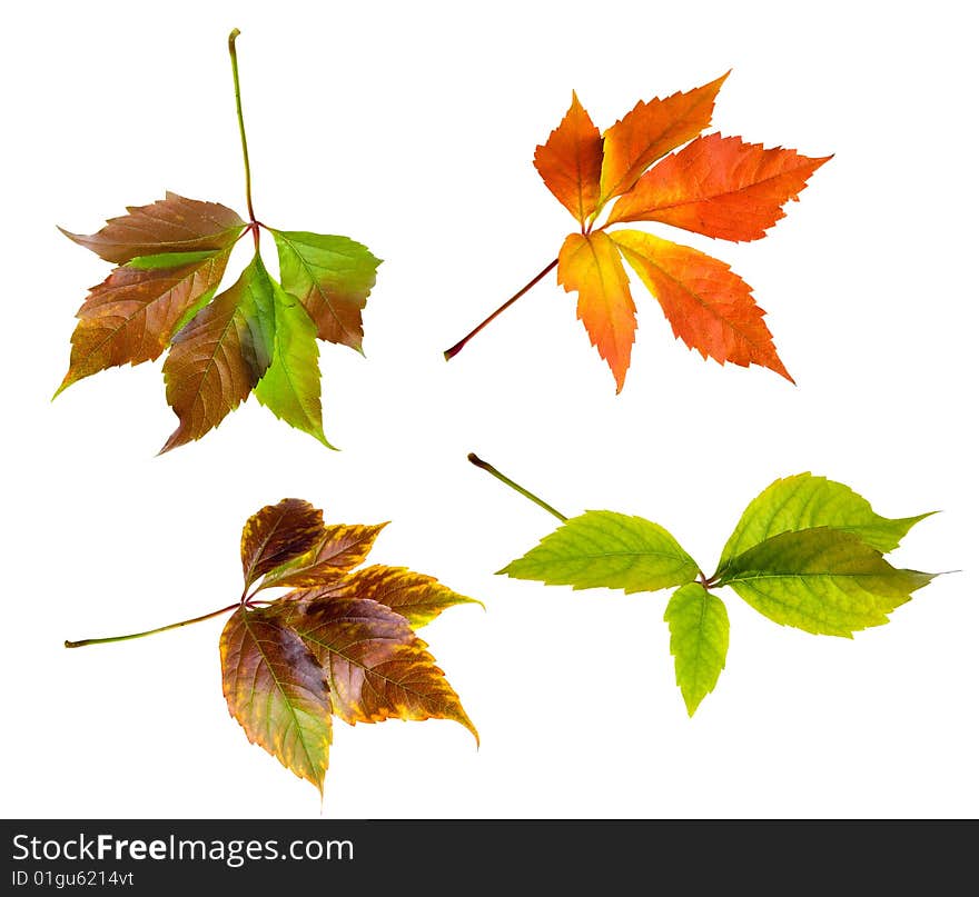 Leafage of wild grape on white background