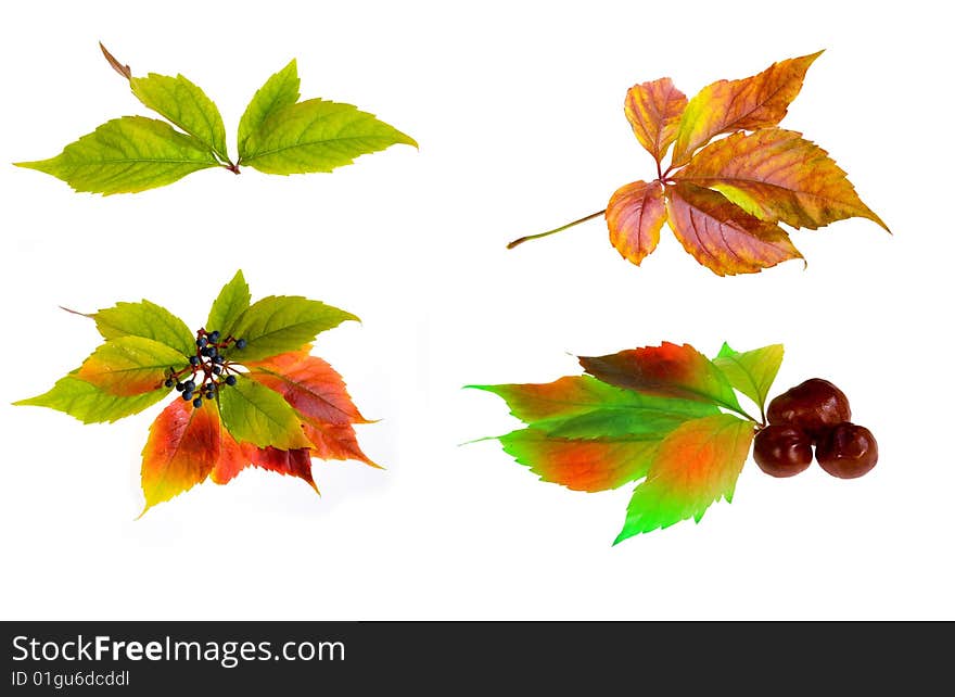 Leafage of wild grape on white background