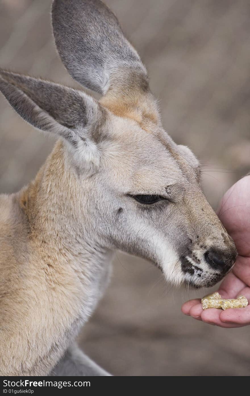 Close up of a kangaroo relaxing