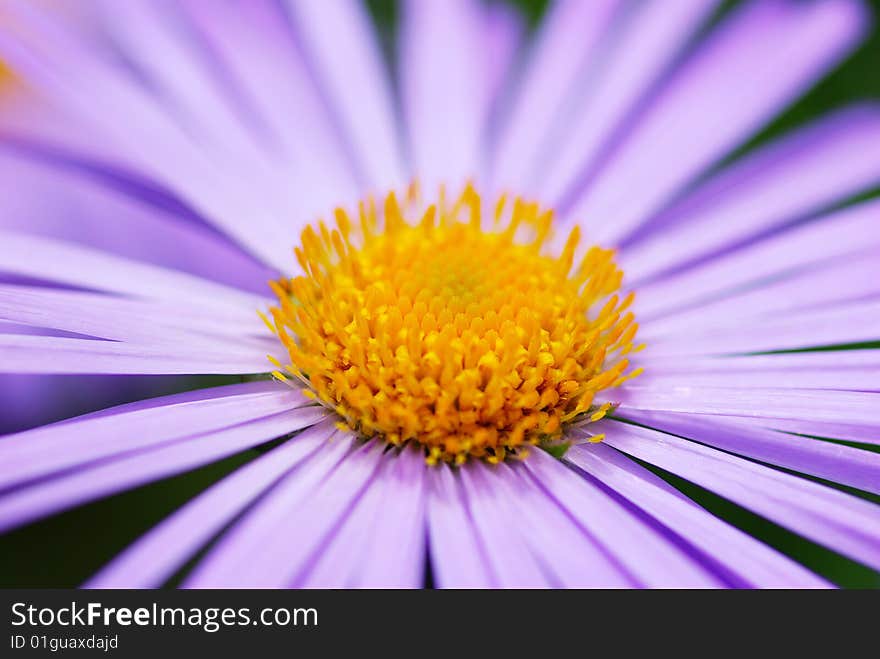 Violet Flower