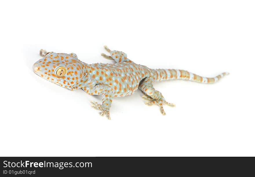 Gecko