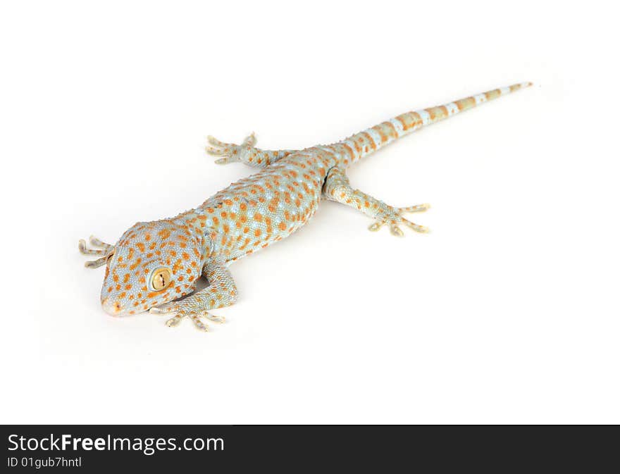 Gecko