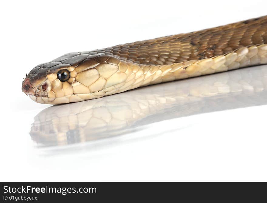 Isolated King Cobra