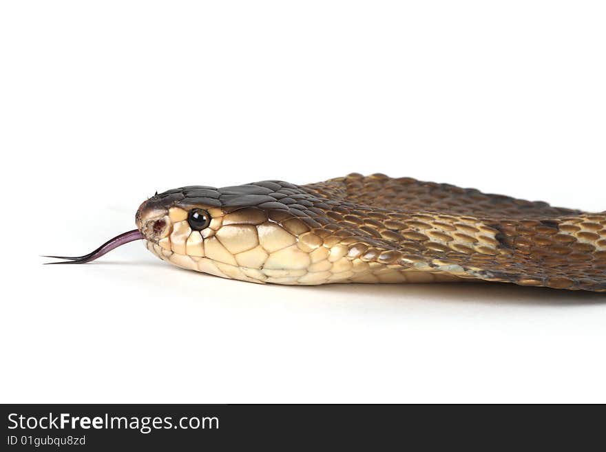 Isolated King Cobra