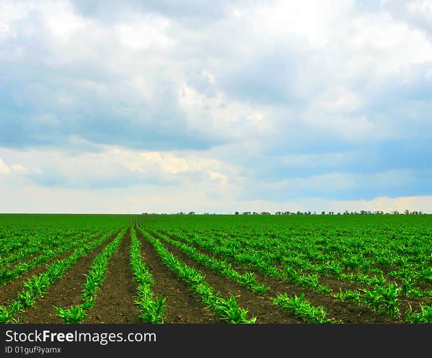 Greenery plantation