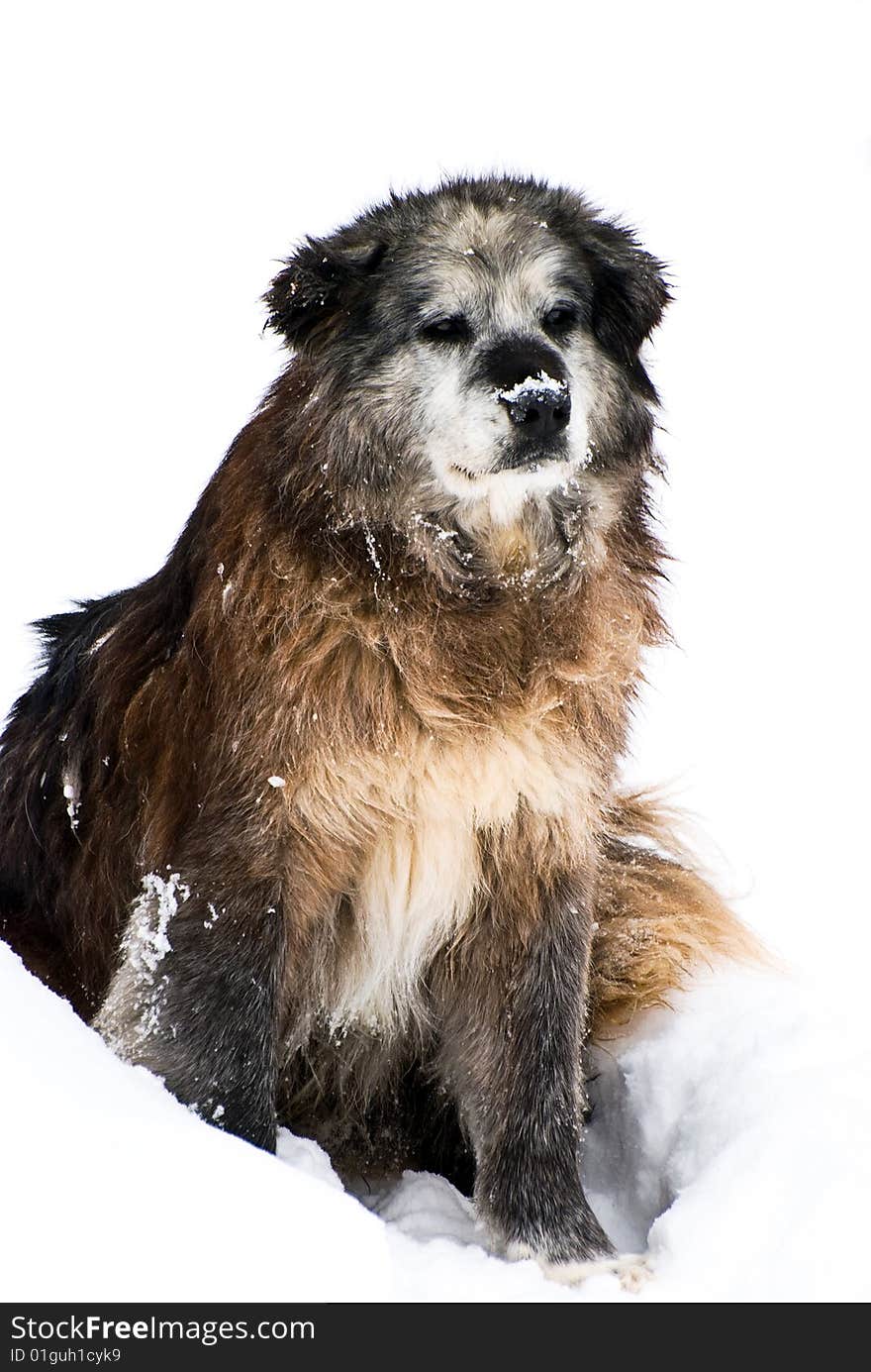 Dog in snow