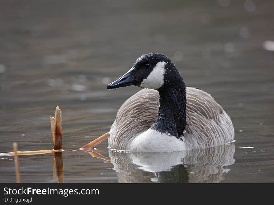 Canada Goose Swimming