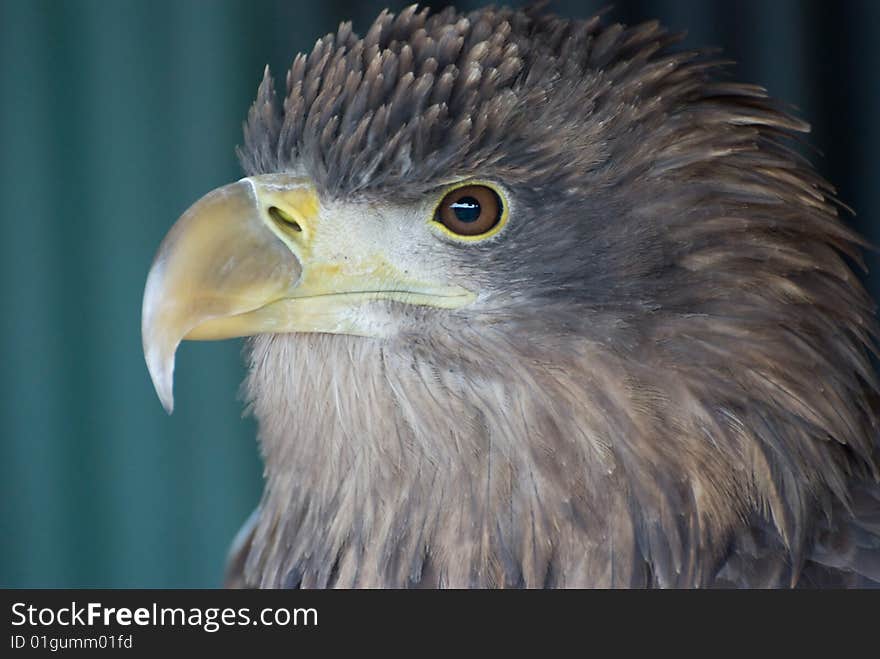 Close up of an Eagle