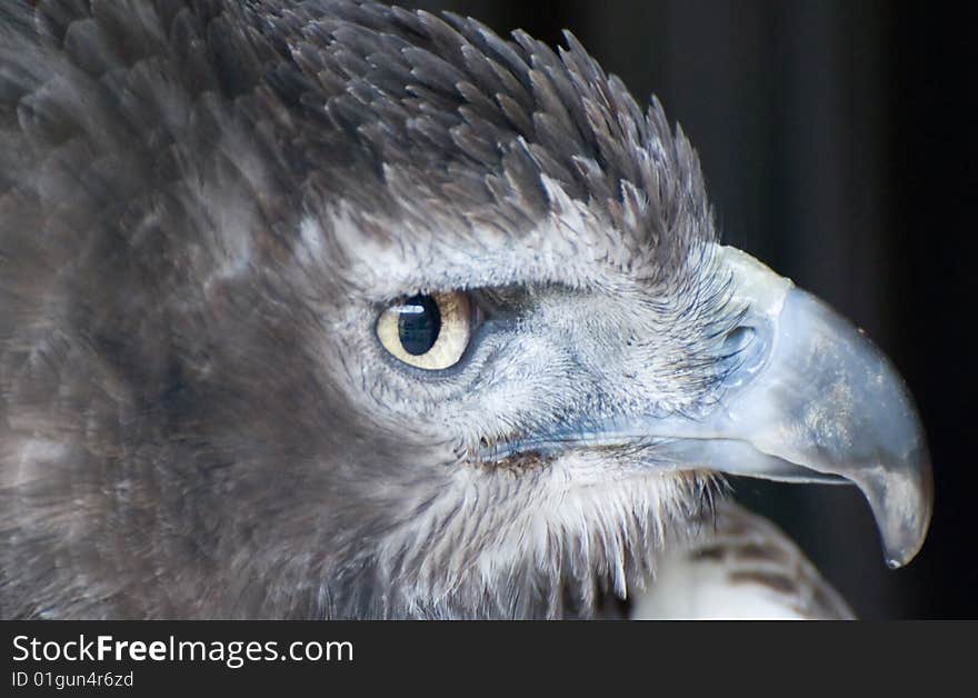 Close up of an Eagle