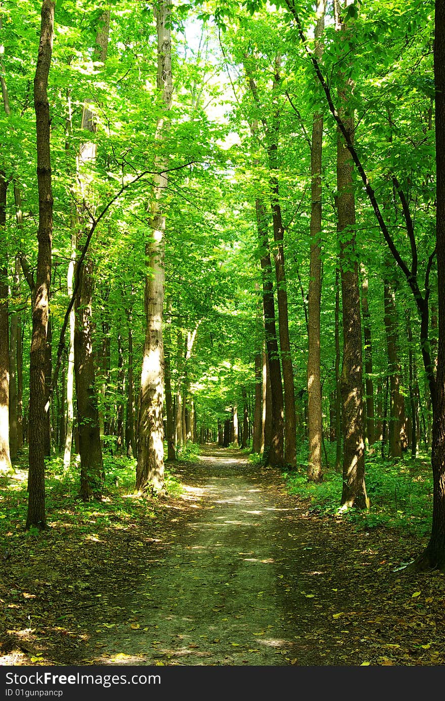 Path in summer green forest