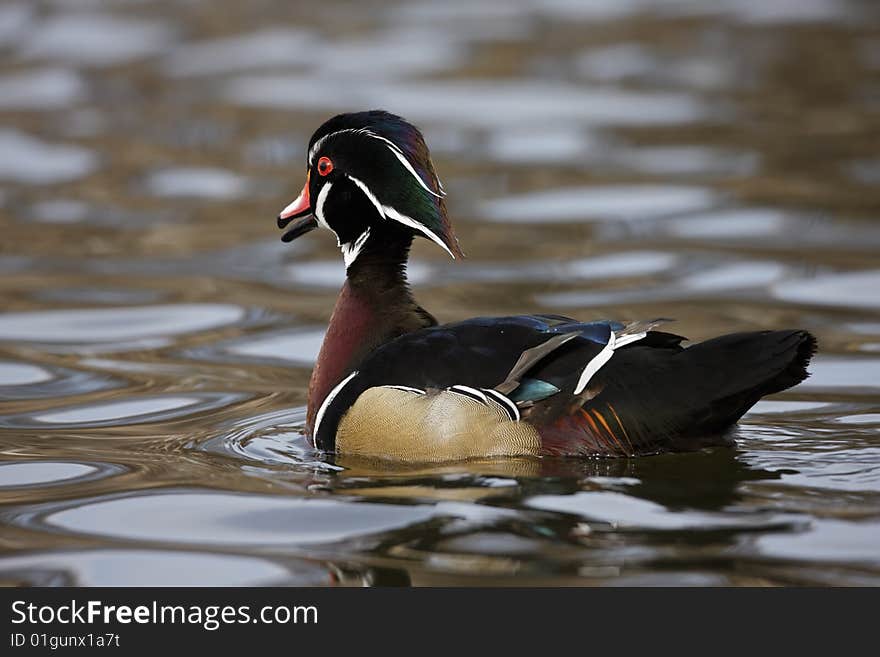 Wood Duck (Aix sponsa), male in perfect breeding plumage swimming on the Harlem Meer in New York's Central Park.