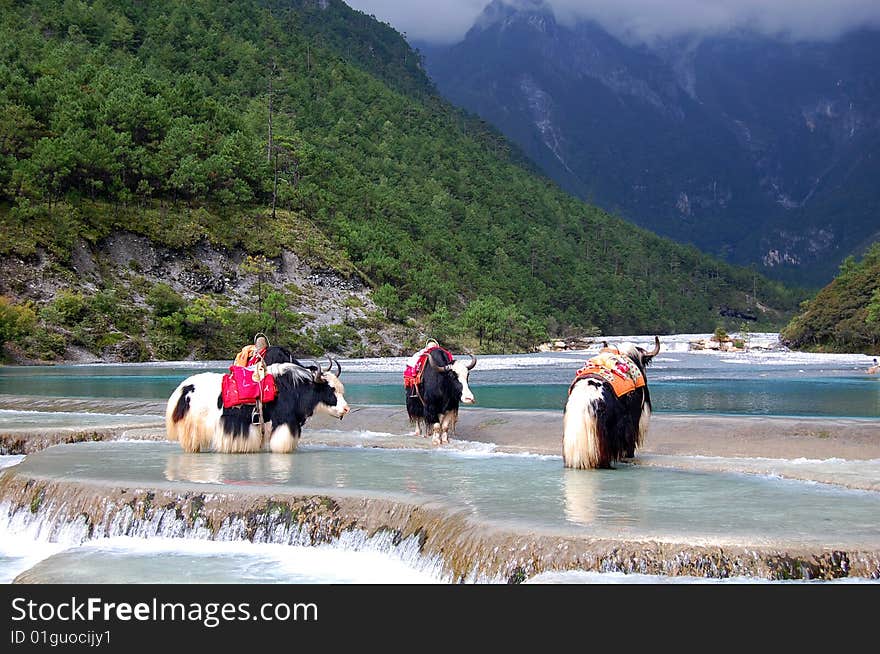 A wild  shaggy-haired ox of the mountains of central Asia. A wild  shaggy-haired ox of the mountains of central Asia