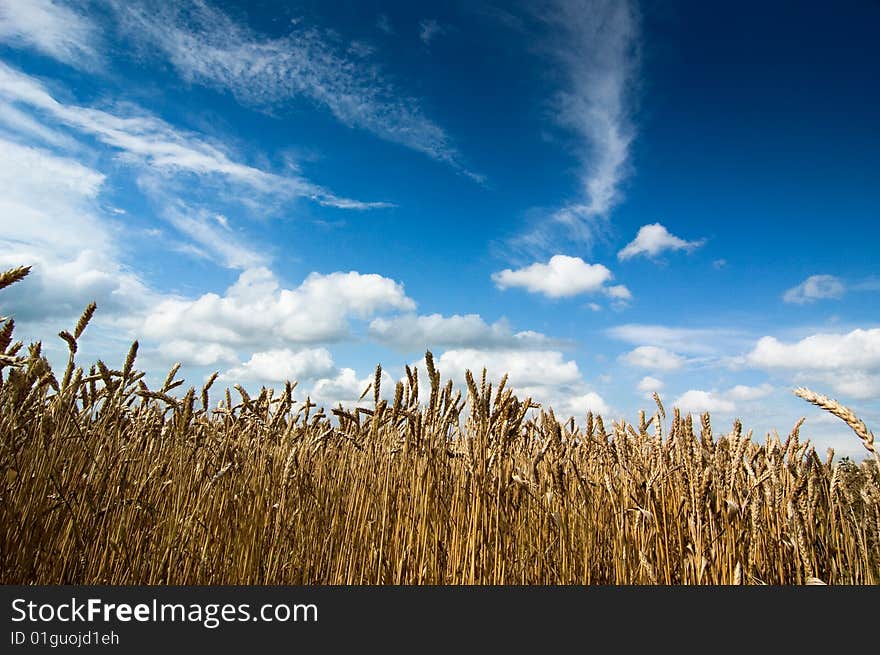 Summer field