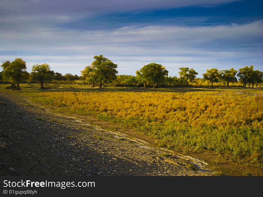 Steppe