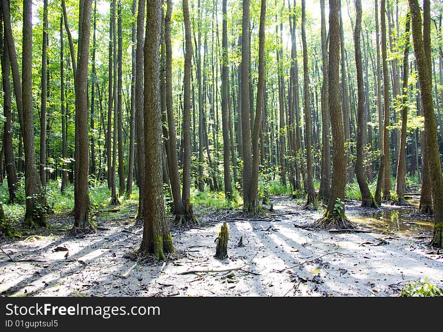 Sunlight in the green forest