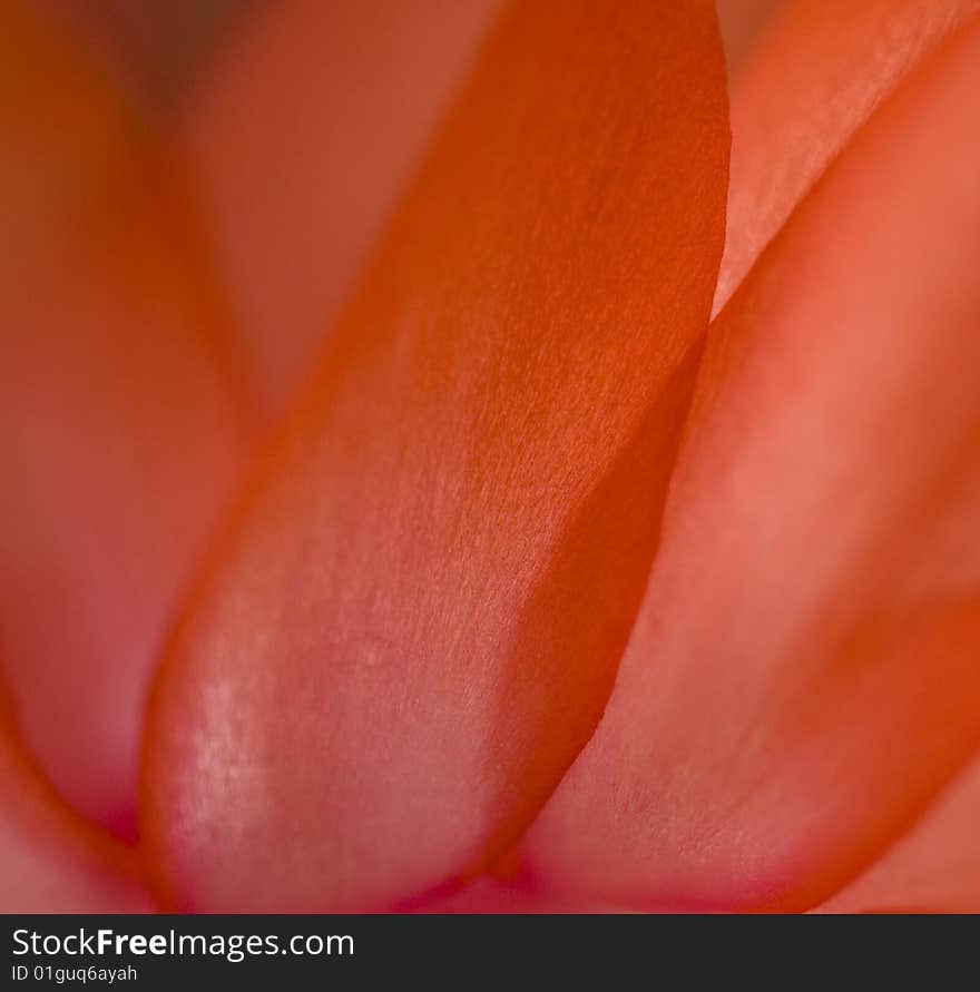 A big macro of some beautiful red petals. A big macro of some beautiful red petals