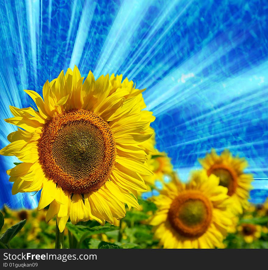 Sunflowers