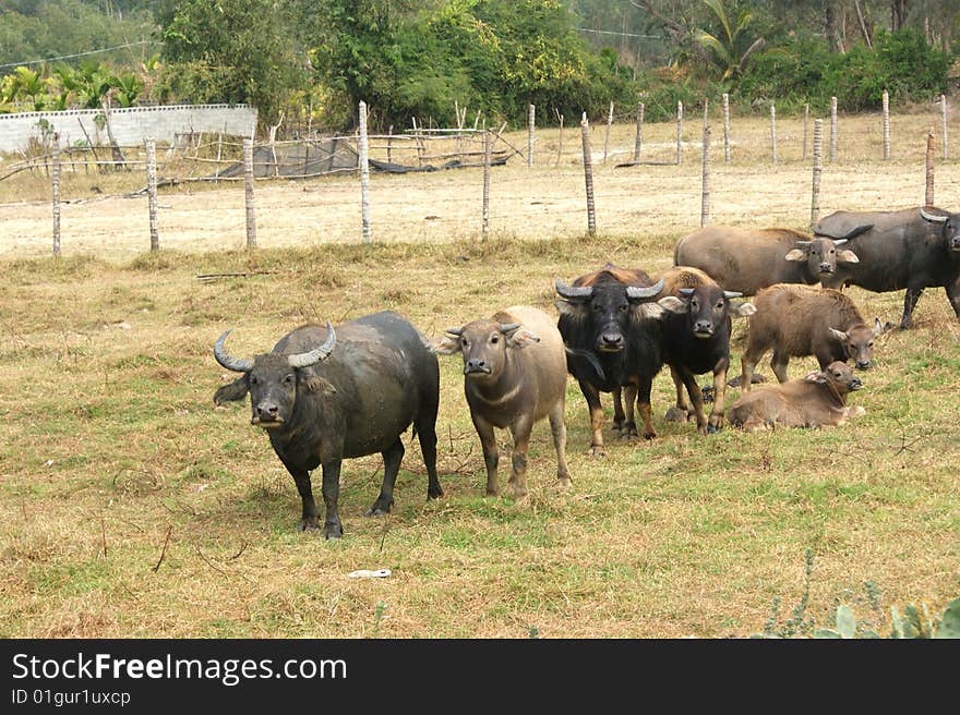 Herd of Asian buffalos, bulls and cows graze on the pasture, South China. Herd of Asian buffalos, bulls and cows graze on the pasture, South China