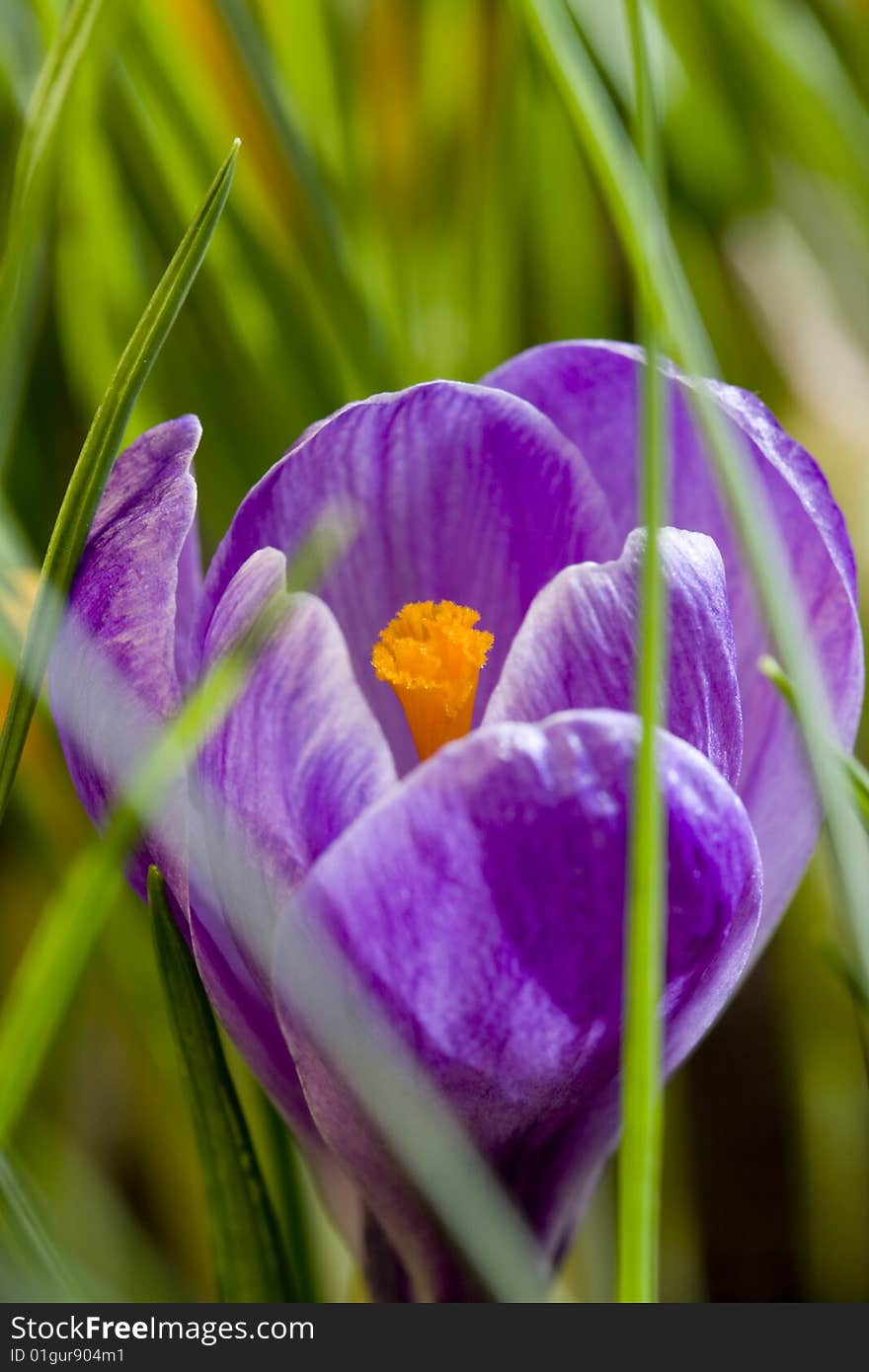 Spring Crocus