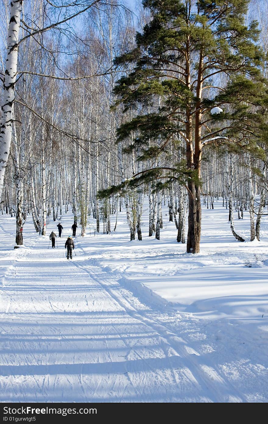 Winter forest is a beautiful place