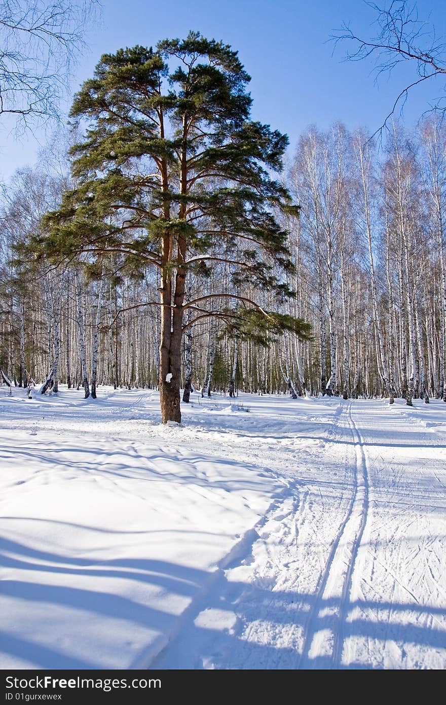 Winter forest is a very beautiful place