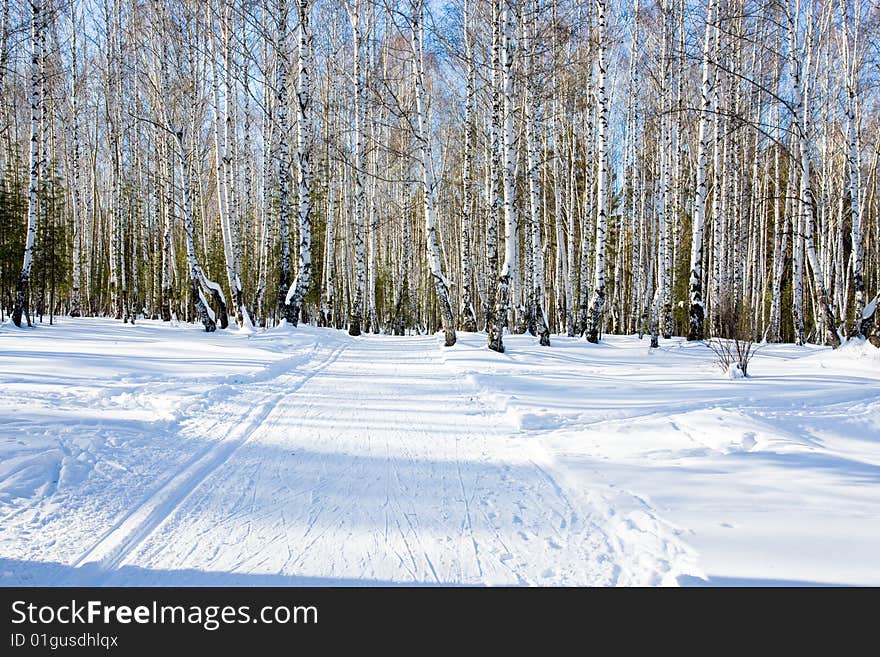 Winter forest is a very beautiful place