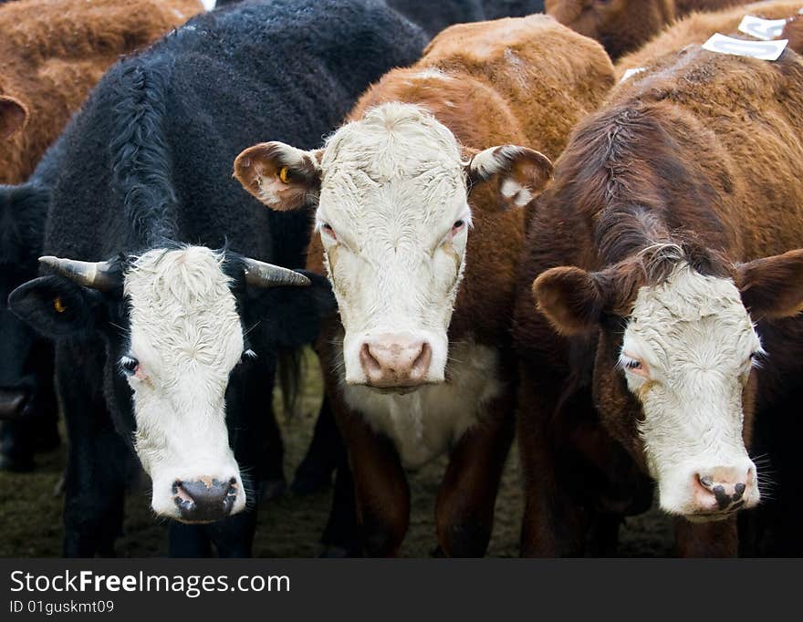 Close up on a cows in uruguay farm land