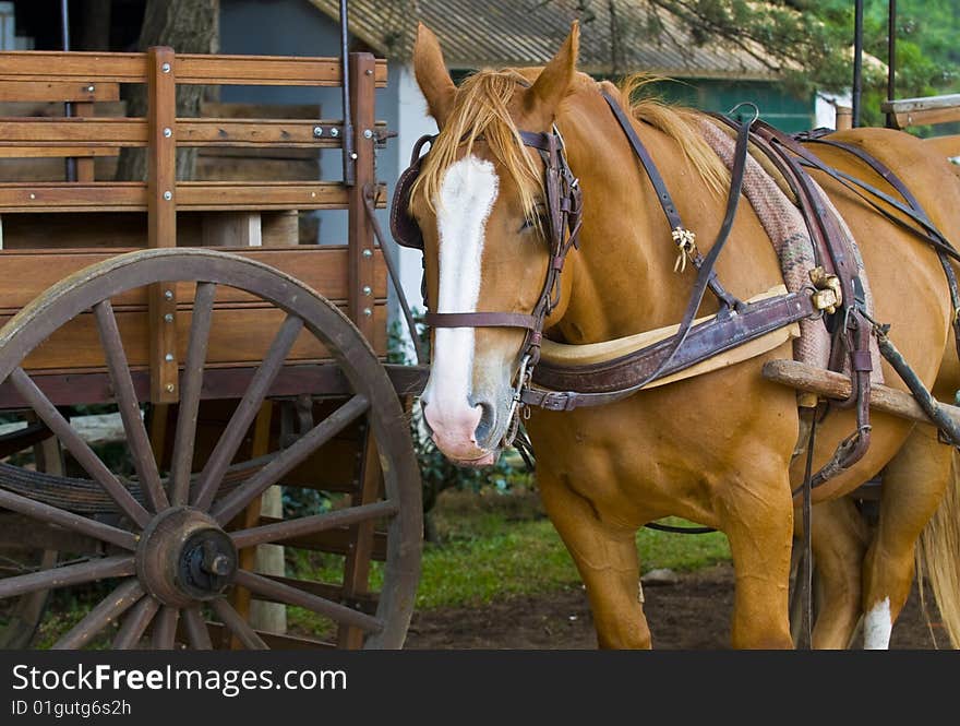 Horse outside  in  the countryside of Uruguay