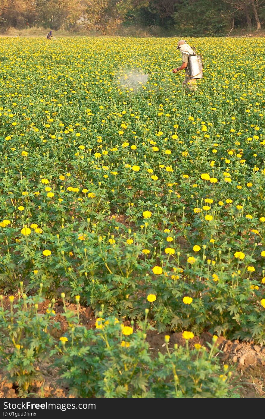 Flower plant near the mountain. Flower plant near the mountain.